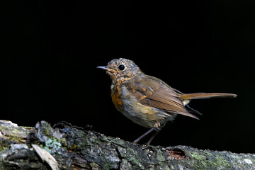 Poster - Juvenile European Robin (Erithacus rubecula) sitting on a branch in the  forest of the Netherlands. Dark background.