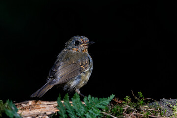 Wall Mural - juvenile european robin (erithacus rubecula) sitting on a branch in the forest of the netherlands. d
