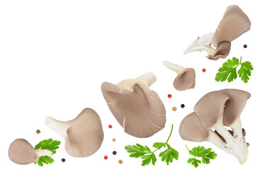 Wall Mural - Oyster mushrooms isolated on white background with full depth of field. Top view with copy space for your text. Flat lay