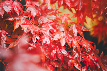 Wall Mural - beautiful maple leaves on the tree in autumn season.