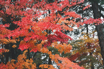 Wall Mural - beautiful maple leaves on the tree in autumn season.