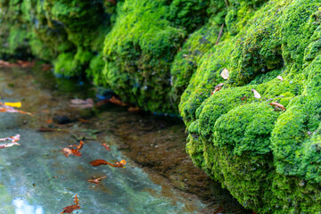 rock covered in green moss and leaves floating in a stream