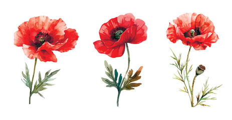 Red poppy flowers png. Set of red poppies flowers in watercolor style on an isolated background. Watercolor vector botany.