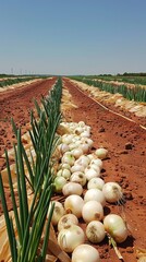 Wall Mural - A field of onions is covered in plastic