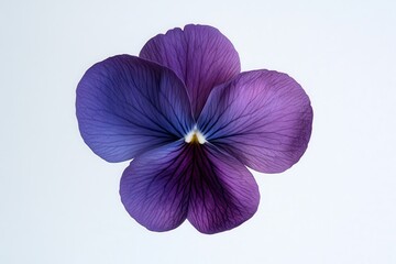 Wall Mural - a close-up of a purple flower showcasing its intricate petal details.