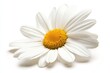 © Boinah - A close-up of a white daisy flower with a yellow center on a white background.