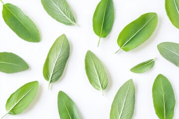 Wall Mural - A collection of green leaves arranged artistically on a white background.