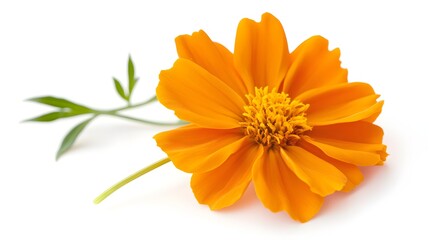 Marigold flower on a pure white background. A vibrant orange flower with delicate petals and green leaves, set against a clean white b