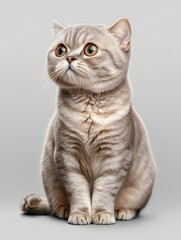 Wall Mural - A cute, fluffy cat with large eyes sitting gracefully against a neutral background.