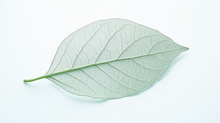 Wall Mural - a delicate, translucent leaf showcasing its intricate vein structure against a light background.