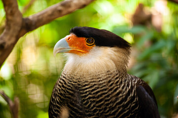 Crested caracara bird posing on branch