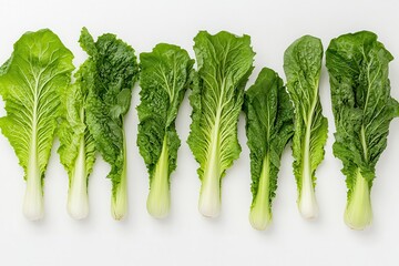 Wall Mural - A row of fresh green lettuce leaves arranged neatly on a white background.