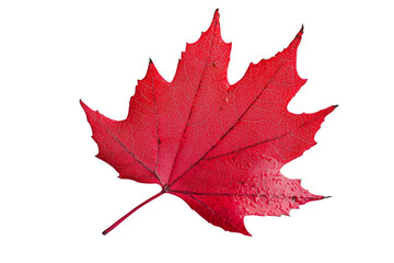 A red maple leaf, isolated on a transparent background 