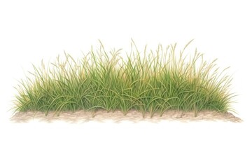 Poster - Grass field borders plant white background tranquility.