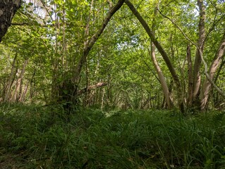 Forested woodland deciduous summer Europe green panorama UK temperate