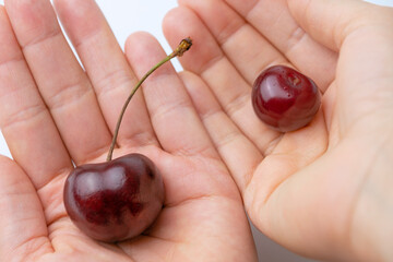 Comparison of the size of cherries and sweet cherries.