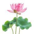 © jirayut - A lotus flower on a transparent background
