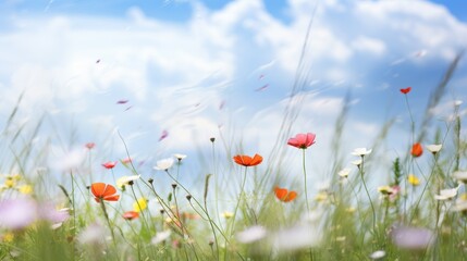 Wall Mural -  wildflowers in full bloom, 