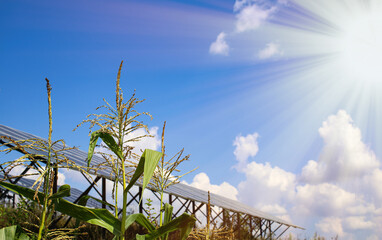 Corn flower on the background of solar panels, close-up, corn cultivation. The concept of combining nature and technology.