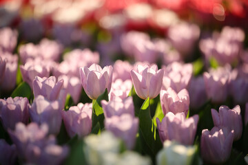 Wall Mural - pink tulip flowers in close up