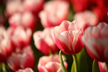 Wall Mural - red and white tulips in close up
