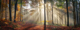 Panoramic nature scenery with beautiful sunny mood in a foggy forest in autumn, with the rays of sunlight illuminating the mist behind the tree trunks along a path 