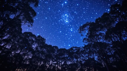 Starry Night Forest