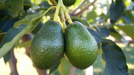 Canvas Print - Two Avocados Hanging From a Branch