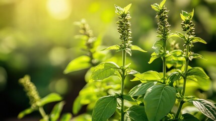 Canvas Print - Basil Plant in the Sunlight