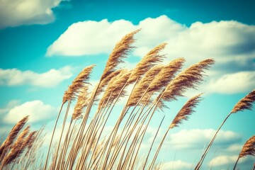 Stock photo of a clear blue sky accompanied by fluffy white clouds and tall grass swaying gently in the breeze