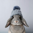 © CE Photography - portrait of a grey bunny rabbit with knit winter hat