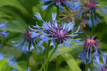 Mountain cornflower (mountain cornflower) flower on a green background, close up shot