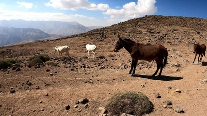 Canvas Print - Donkeys and mules are going down the Volcano Damavand in Elbrus mountain range, Iran