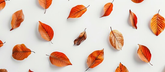 Poster - Autumn leaves arranged on a white background Autumn fall Thanksgiving Day theme Flat lay top view copy space