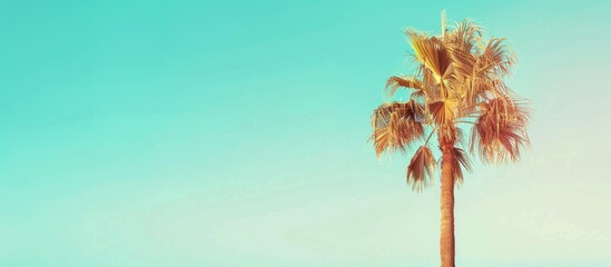 Wall Mural - Palm tree against a bright blue summer sky in a vintage tone. Copy space image. Place for adding text and design