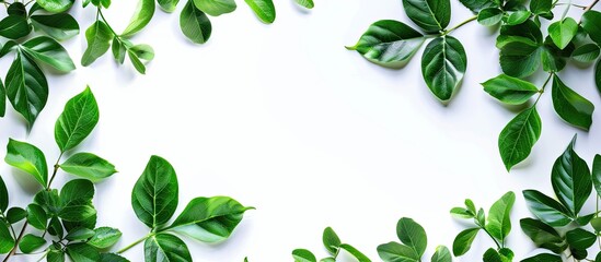 Poster - Green leaves on a white background free copyspace texture