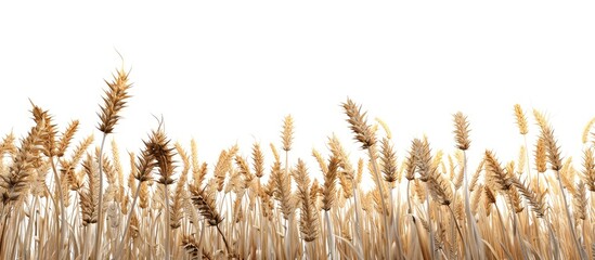 Sticker - wheat separated on a white background. Copy space image. Place for adding text and design