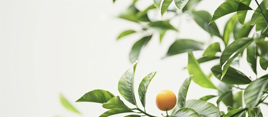 New spring growth featuring small young leaves of a tangerine tree. Copy space image. Place for adding text and design