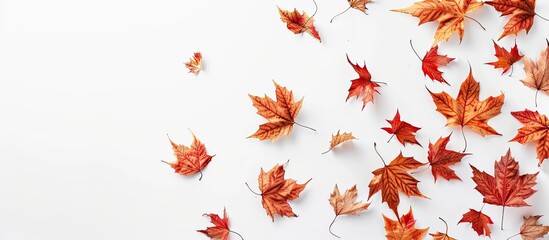 Sticker - Autumn leaves arranged on a white background Autumn fall Thanksgiving Day theme Flat lay top view copy space