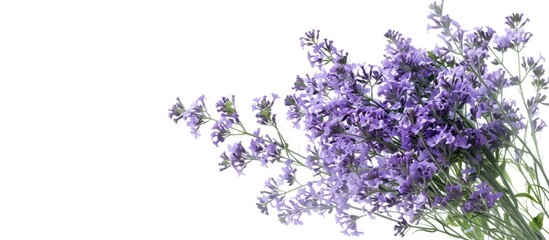 Canvas Print - Bouquet of Limonium against a white background. Copy space image. Place for adding text and design