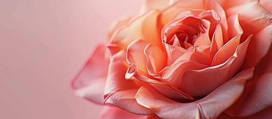 Wall Mural - rose close up. Copy space image. Place for adding text and design