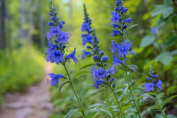 Wall Mural - Blue cardinal flowers also known as great lobelia blooming on an Ontario hiking trail