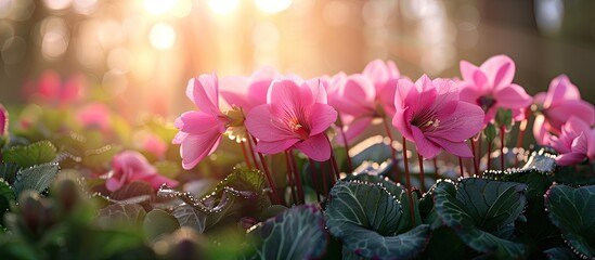 Wall Mural - Close up of pink cyclamen in a natural setting. Copy space image. Place for adding text and design