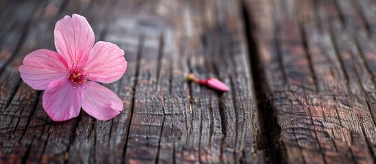 Wall Mural - Single pink flower on a wooden background. Copy space image. Place for adding text and design