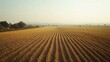 © KYR - Lonely Indian Farm Field: A wide, empty farm field in rural India, with crops swaying in the wind and no farmers in sight