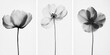 © kkkiim graphic - Abstract Black and White Flower Paintings -  Three Vertical Designs and Delicate Petal Textures
