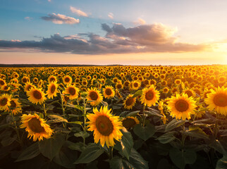 Wall Mural - Splendid scene of vivid yellow sunflowers in the evening.