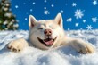 © Sanchai - Funny Siberian Husky making a snow angel, captured in a photo of the dog rolling in the snow with a blissful, carefree expression