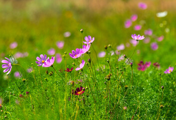 Aufkleber - Last rays of sun in Cosmos were reflected.