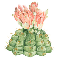 Sticker - Spider cactus watercolor png plant